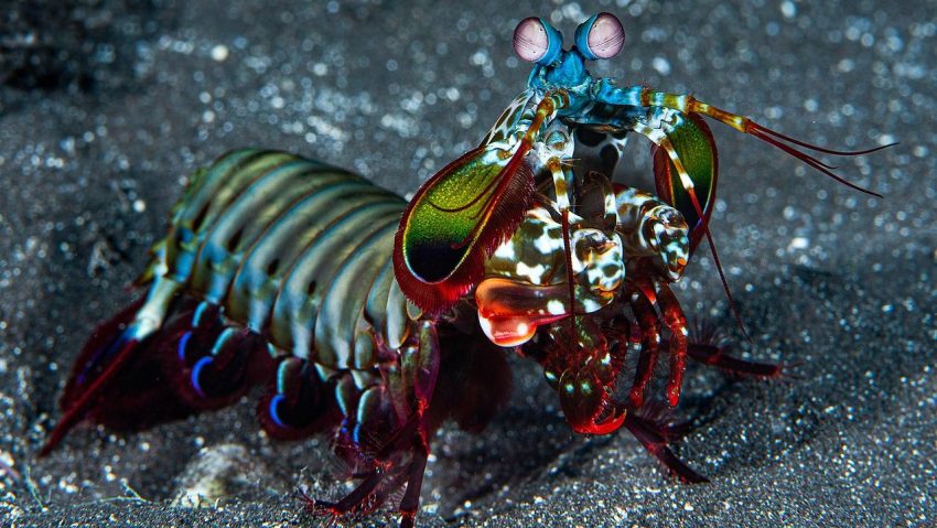Mantis Shrimp